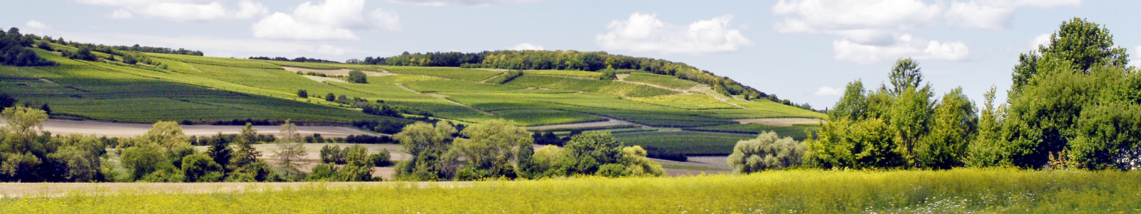 Hügellandschaft mit Baumgruppen und Feldern © Dienstleistungszentren Ländlicher Raum